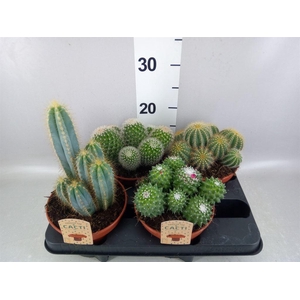 Cactus   ...mix