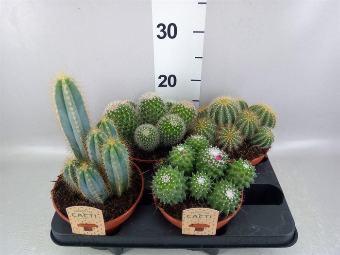 <h4>Cactus   ...mix</h4>