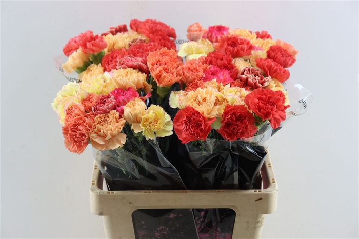 <h4>Di St Mix Oranje</h4>