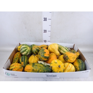 Cucurbita pepo 'Maya Mix'