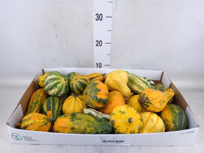 <h4>Cucurbita pepo 'Maya Mix'</h4>