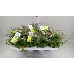 Pelargonium   ...mix smelling