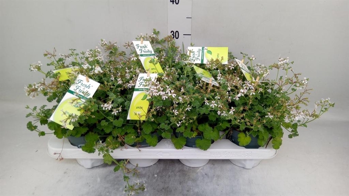 <h4>Pelargonium   ...mix smelling</h4>