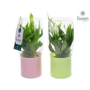 Green Bottle Tulp vaas klein met Spathiphyllum