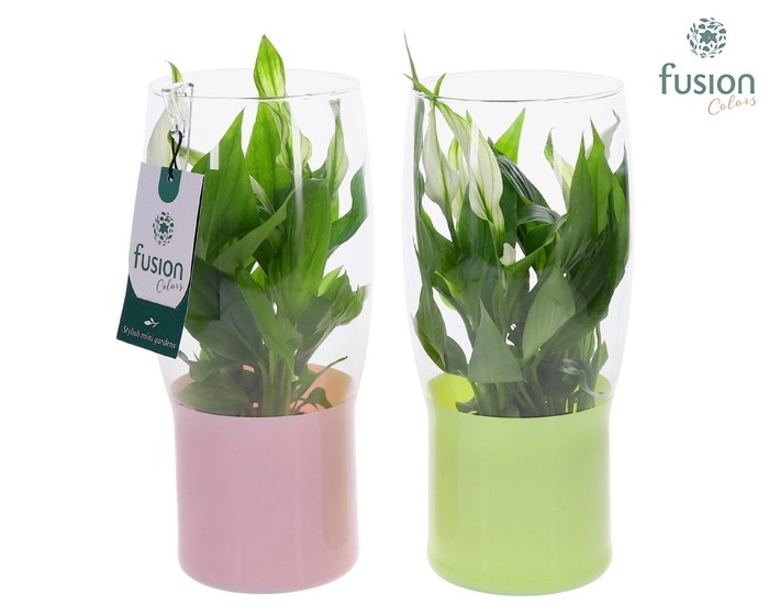 <h4>Green Bottle Tulp vaas klein met Spathiphyllum</h4>