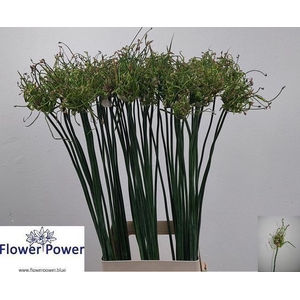 ALLIUM ART