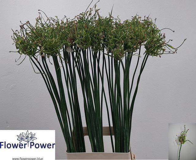 <h4>ALLIUM ART</h4>