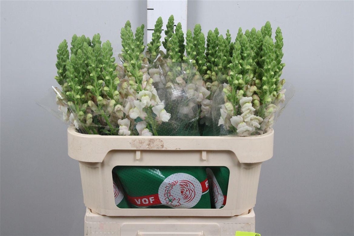 <h4>Antir Cool Pink</h4>