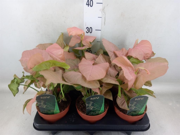 <h4>Syngonium podop.</h4>