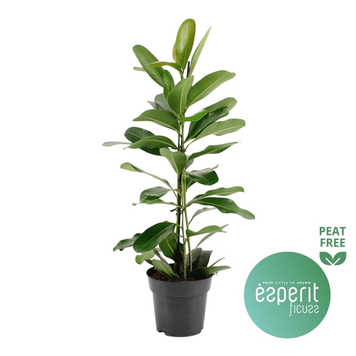 <h4>Ficus microcarpa Smile®</h4>