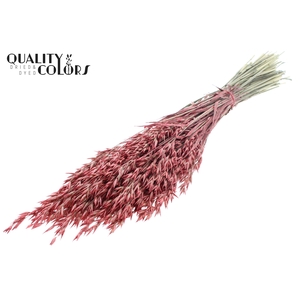 Avena per bunch Pearl Coral