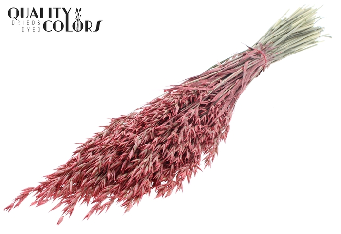 Avena per bunch Pearl Coral