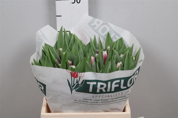 <h4>Tu Fr San Stefano</h4>