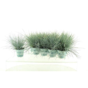 Festuca glauca Compacta Blue
