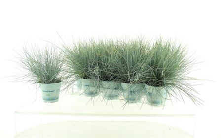 <h4>Festuca glauca Compacta Blue</h4>