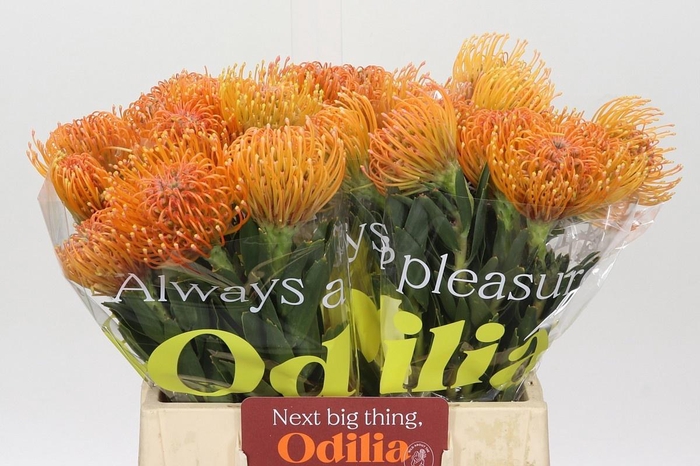 <h4>LEUCO AYOBA PEACH</h4>