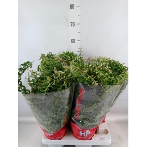 Aeschynanthus  'Twister'