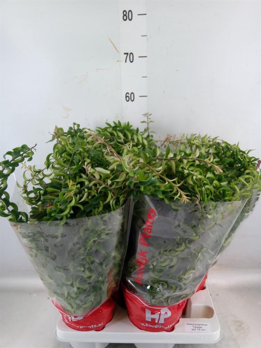<h4>Aeschynanthus  'Twister'</h4>