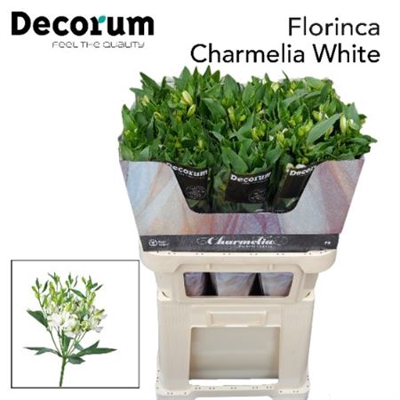 <h4>Alst Fl Charmel White</h4>