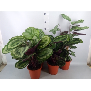 Calathea   ...mix