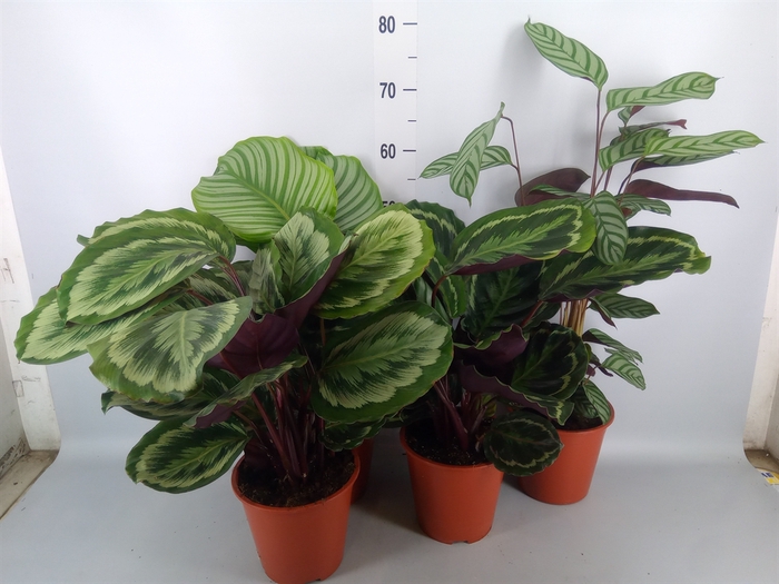 <h4>Calathea   ...mix</h4>