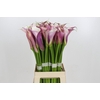 Zantedeschia Eydolls Purple White