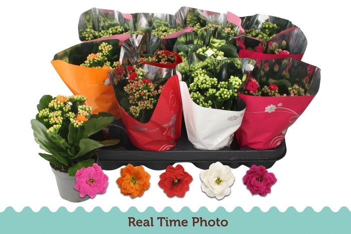 <h4>KAL GE GEM 5 KL</h4>