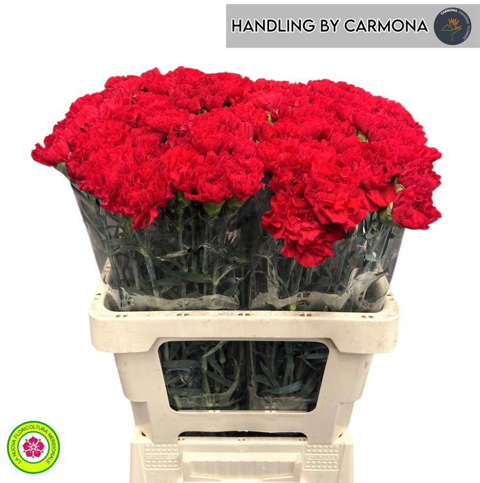 <h4>DI ST ARONA</h4>