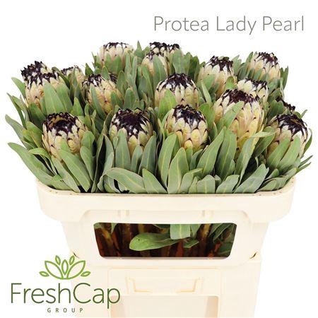 <h4>PROTEA MAG NIOBE</h4>