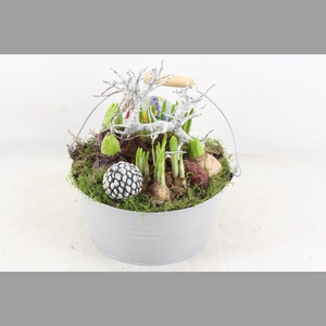 arr4 Bollenmix VL - Emmer grey 250/2