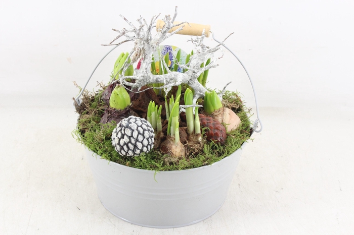 <h4>arr4 Bollenmix VL - Emmer grey 250/2</h4>