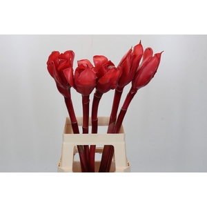 Ginger Torch Red