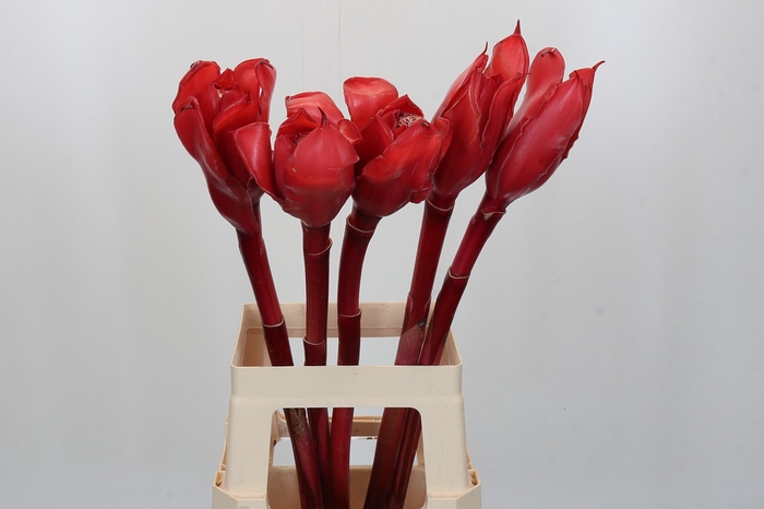 Ginger Torch Red