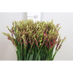 Ixia Venus