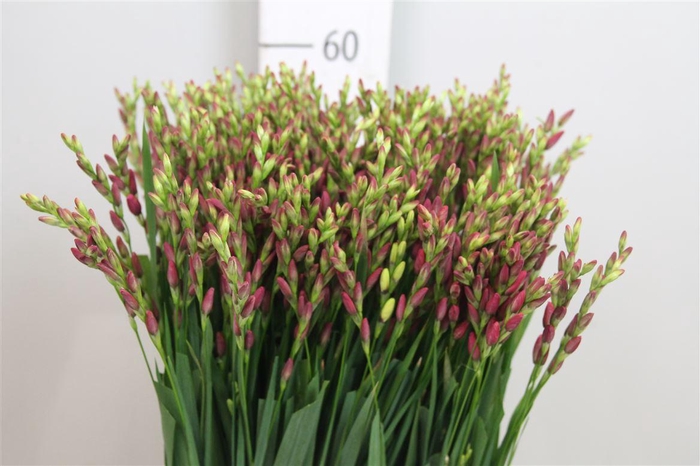 <h4>Ixia Venus</h4>