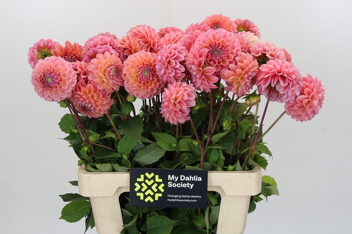 <h4>Dahlia Linda's Baby</h4>