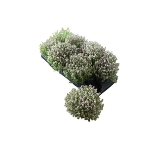 THYM VULGARIS
