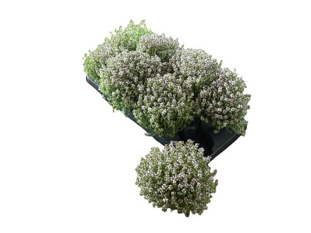 <h4>THYM VULGARIS</h4>