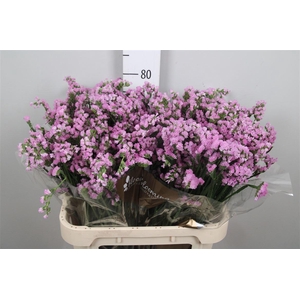 Lim S Fantasia Wings