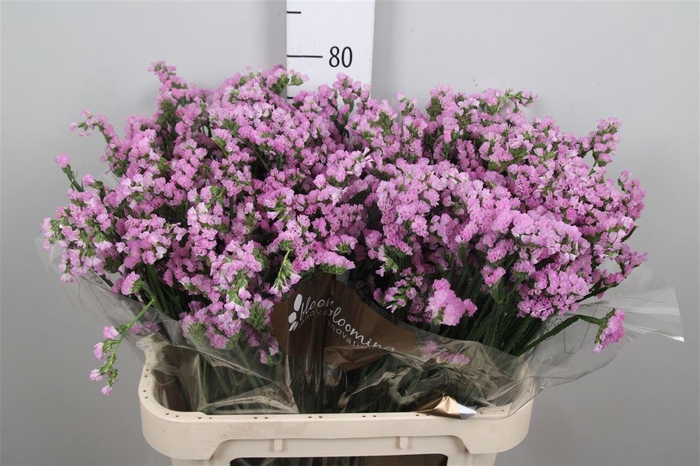 Lim S Fantasia Wings