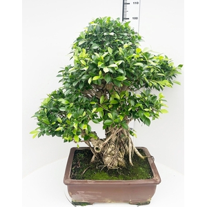 Ficus retusa, pot 50cm. Height 100cm.( single item)