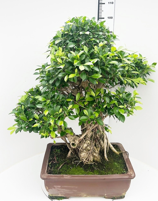 <h4>Ficus retusa, pot 50cm. Height 100cm.( single item)</h4>