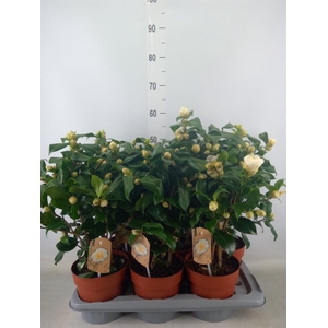 Camellia japonica 'Brushfield Yell'