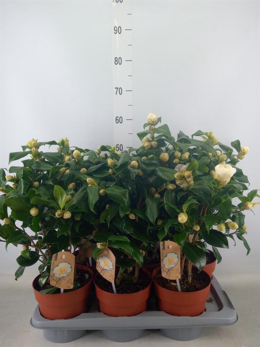 <h4>Camellia japonica 'Brushfield Yell'</h4>