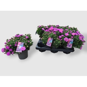 ASTER D ALPHA PINK