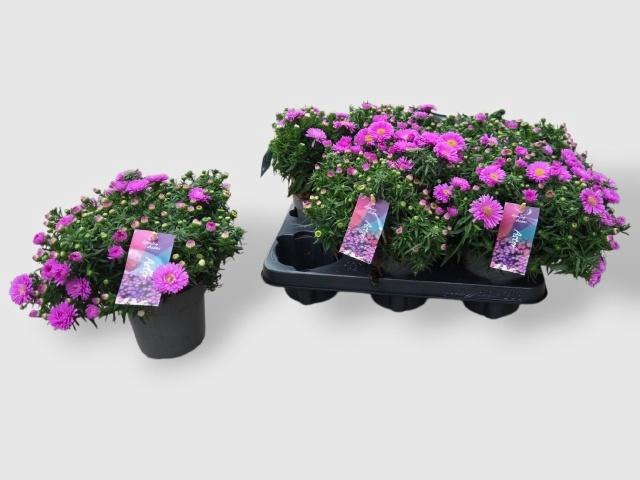 <h4>ASTER D ALPHA PINK</h4>