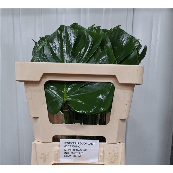 <h4>MONSTERA BLAD 20cm Ø</h4>