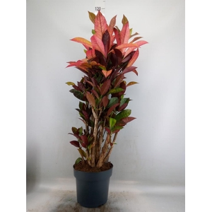 Codiaeum var. KL 'Mrs Iceton'