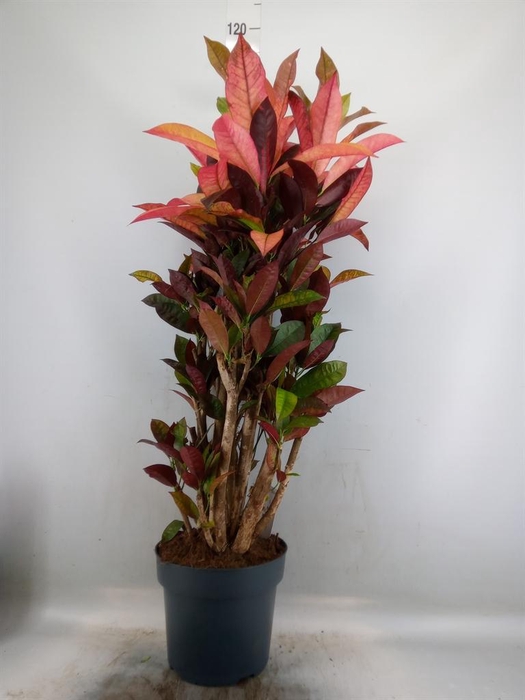 <h4>Codiaeum var. KL 'Mrs Iceton'</h4>