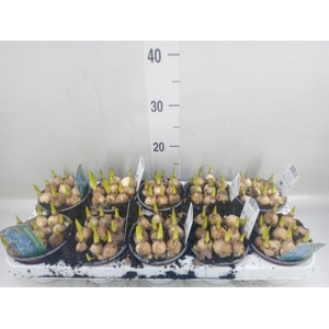 Muscari  'Magic Blue'